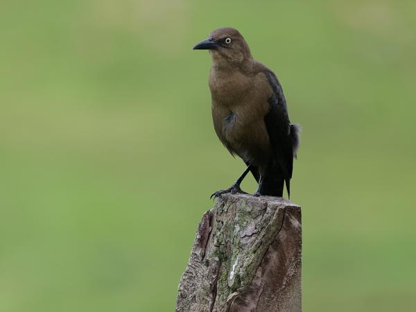 <h3><a href="/trips/costa-rica/biota/animalia/chordata/aves/040 passeriformes/124 icteridae/quiscalus mexicanus/quiscalus mexicanus-nl.html">Quiscalus&nbsp;mexicanus</a> / Great‑tailed&nbsp;grackle / Langstaarttroepiaal</h3>OM-1 Mark II met OLYMPUS M.150-400mm F4.5, 1/2000 sec  bij F4.5, ISO 2500, afstand 12.6&nbsp;m